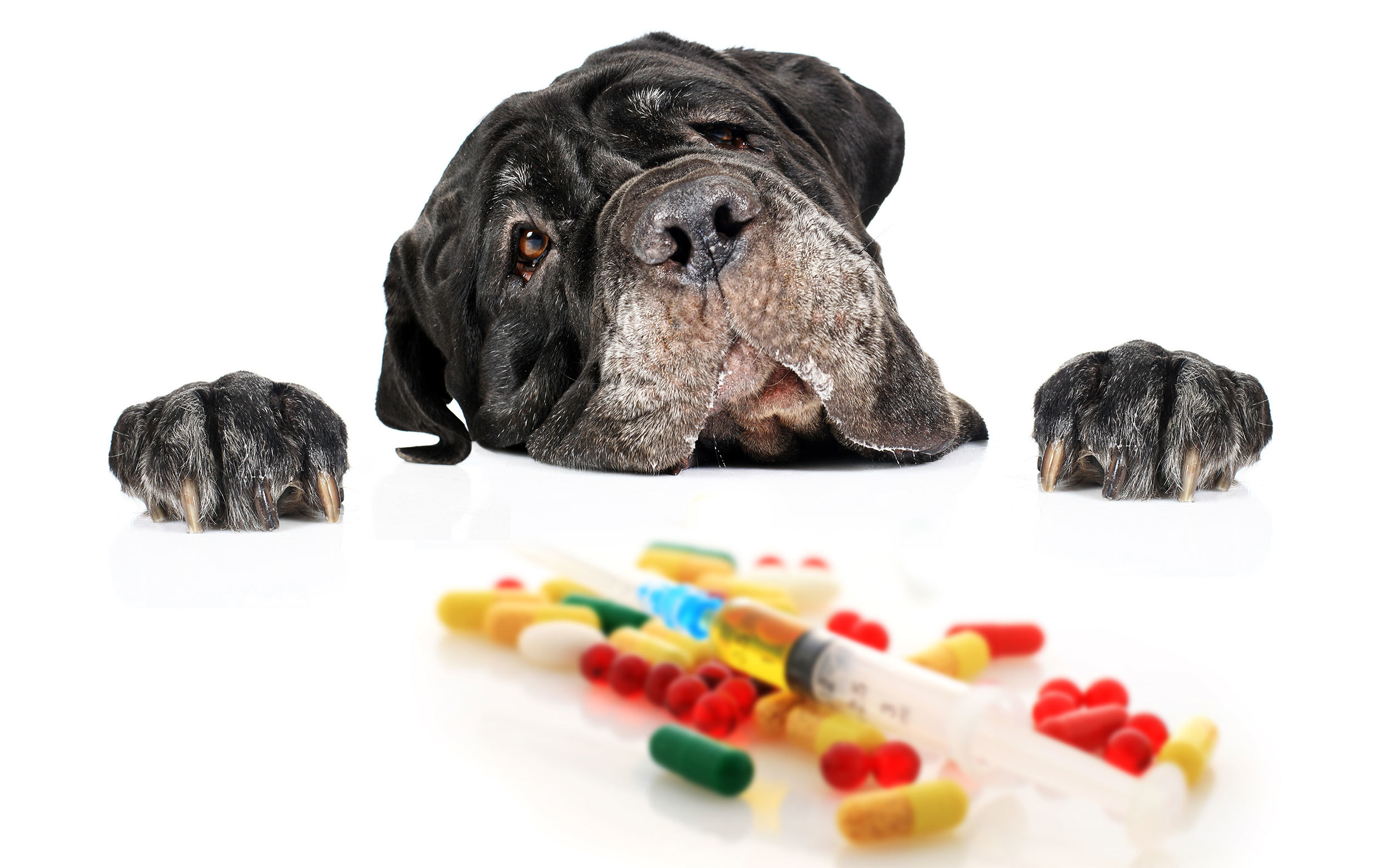Dog Looking at Pills on Counter