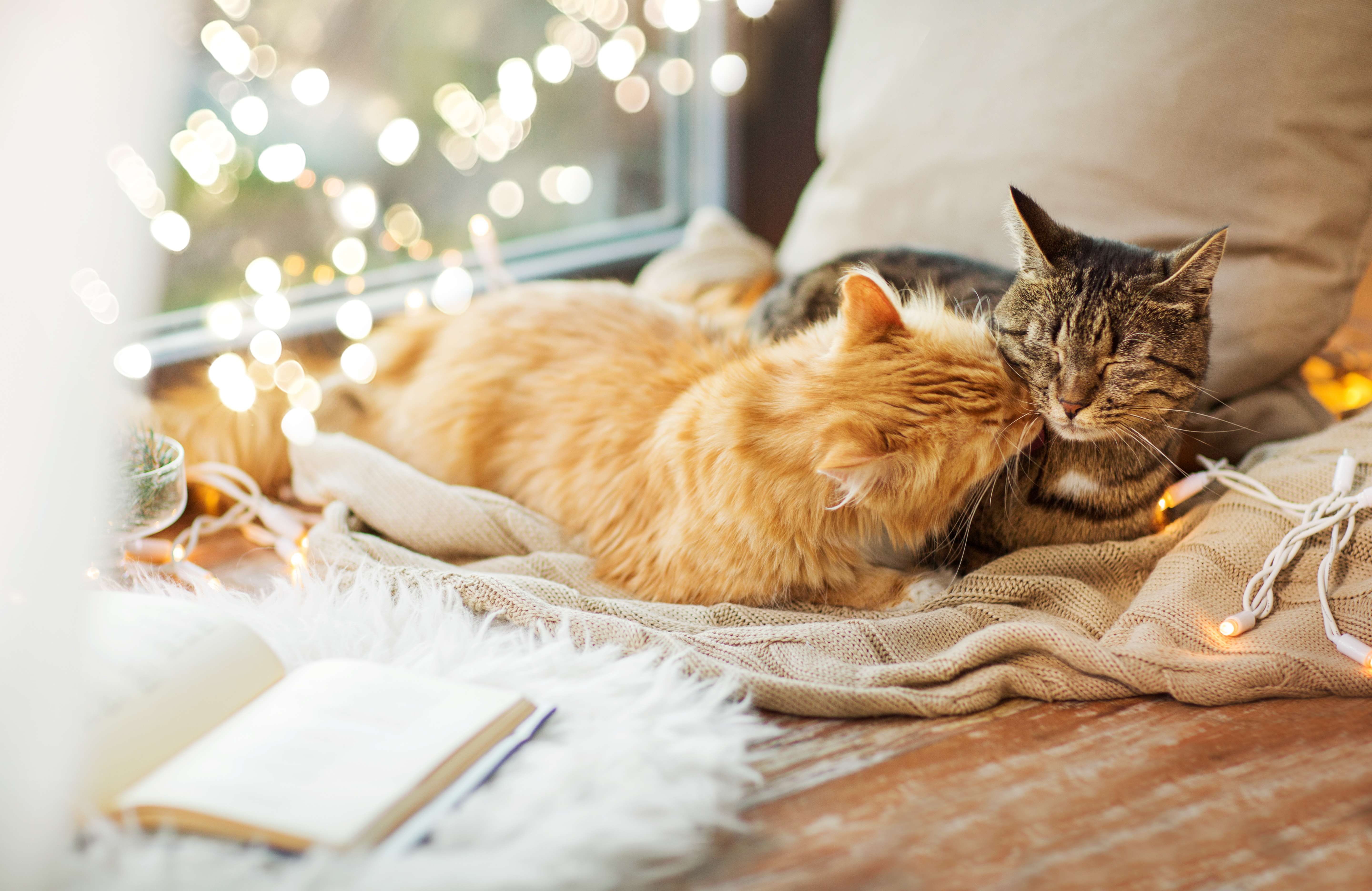Cats with Lights