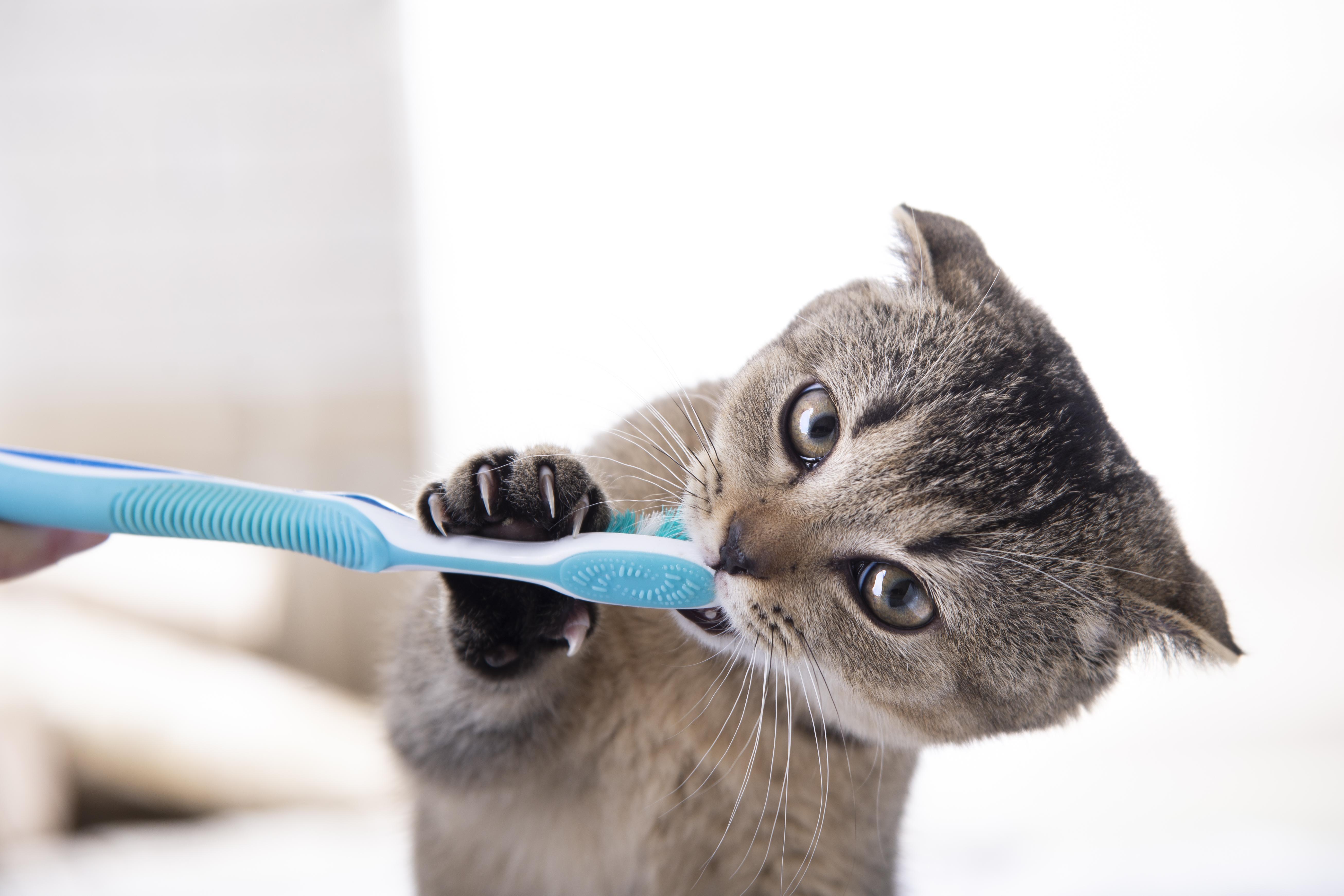 Grey Cat Brushing Teeth