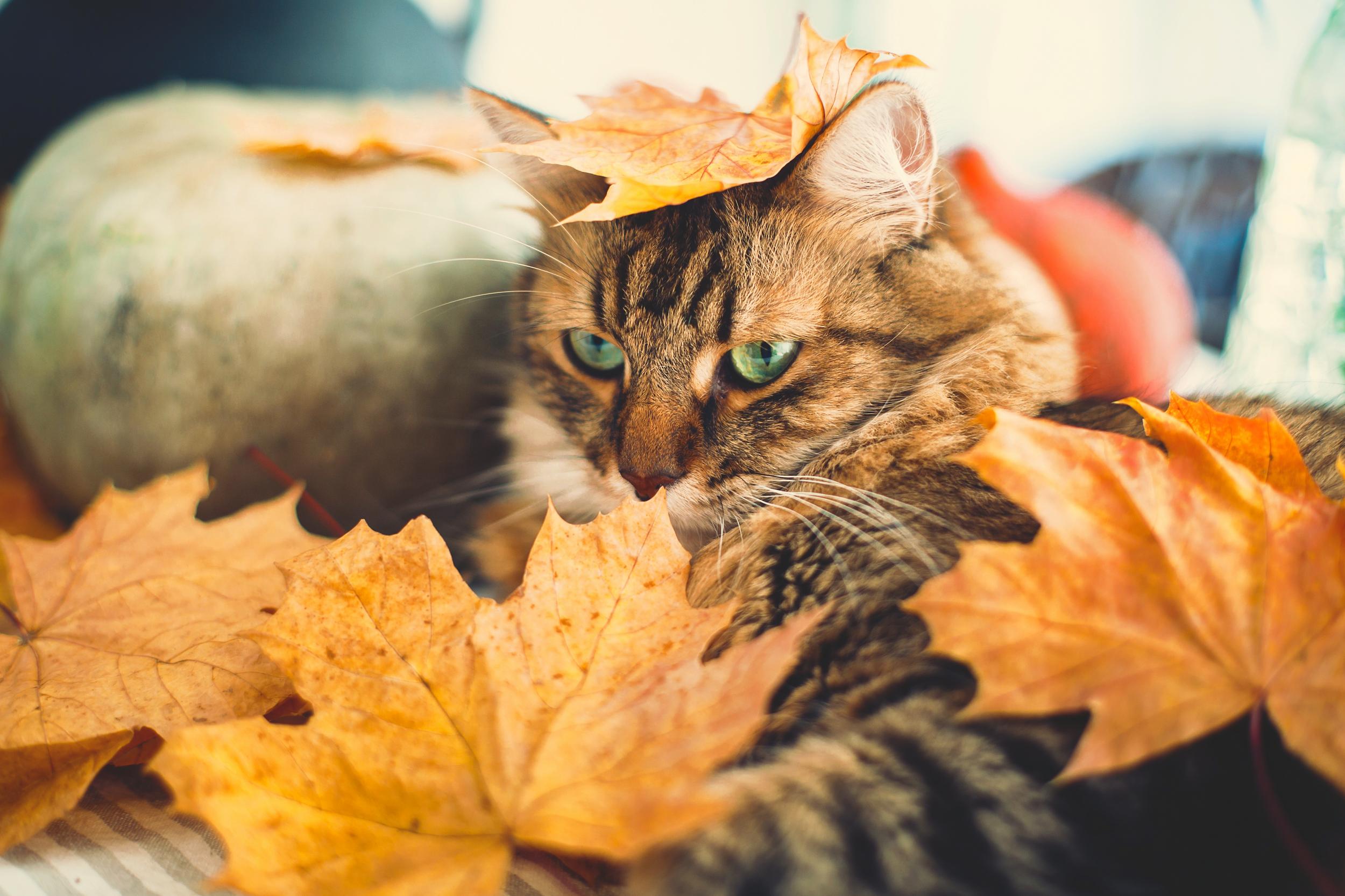 Brown Cat with Leaves and Gourd