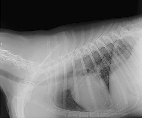Pet X-Ray