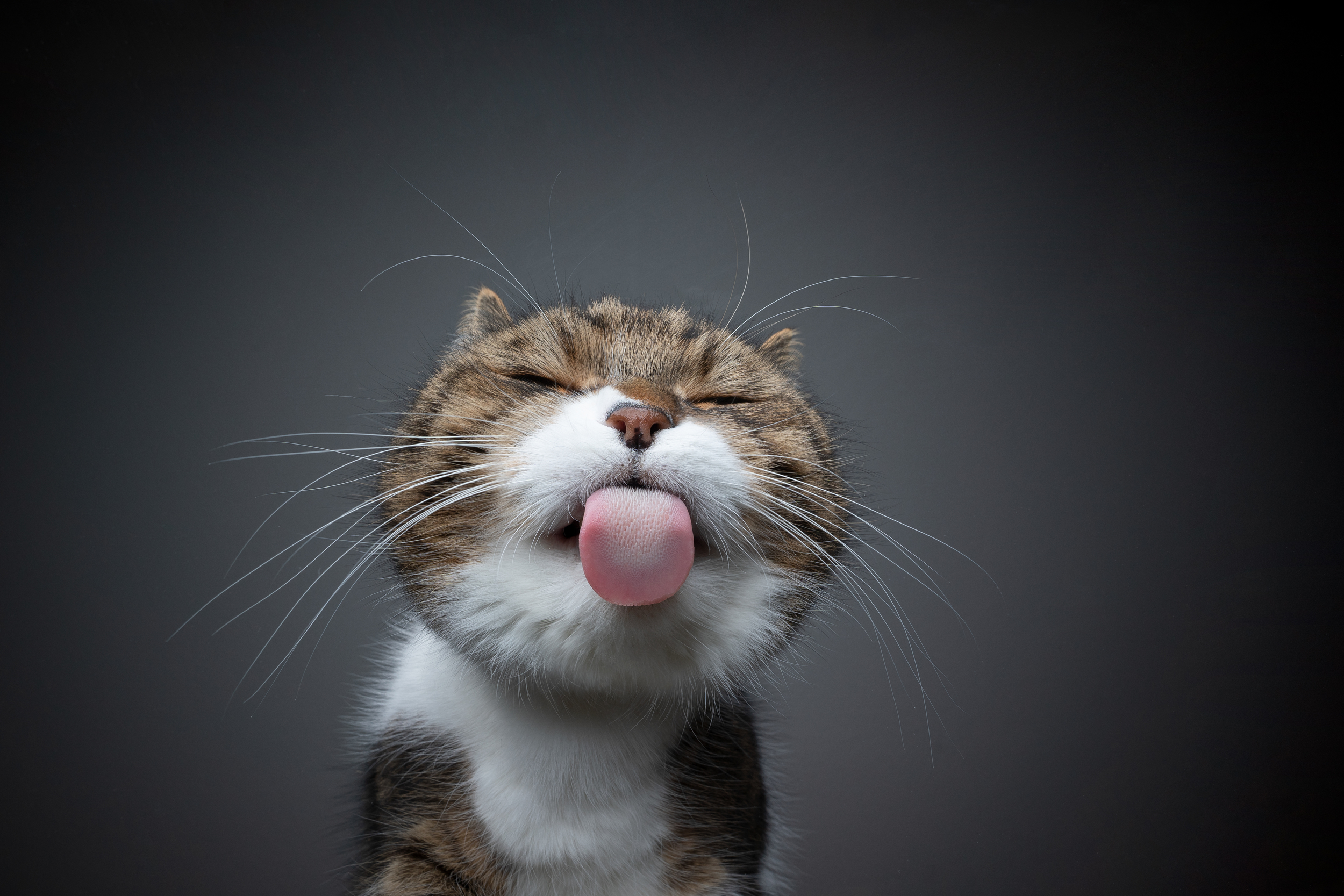 Brown and White Cat Licking Screen