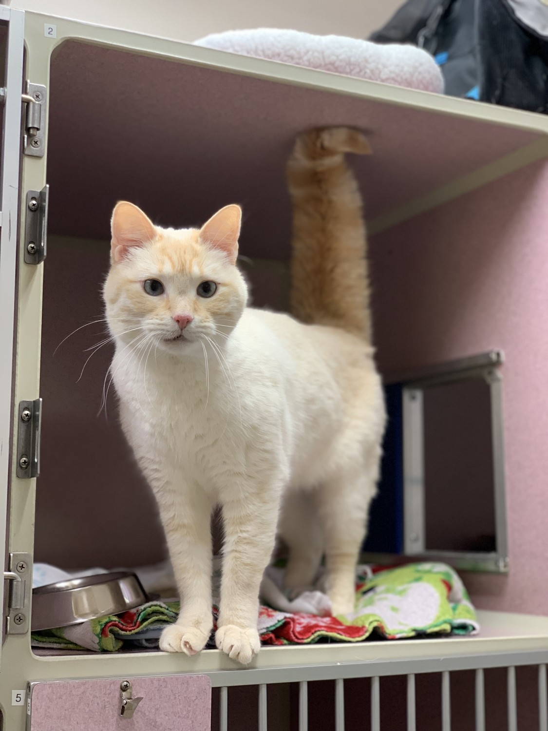 FelineWard