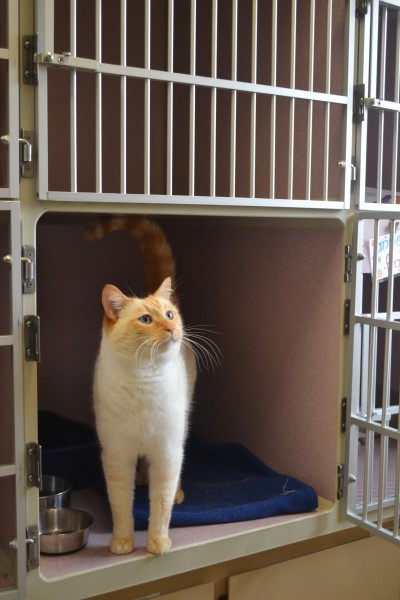 FelineWard