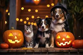 Halloween Cat+Dog