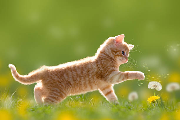 springcat